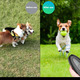 Уцінка Ультразвуковий відлякувач лаю Pets Intelligent Training Expert для собак усіх розмірів безпечний пристрій для дре